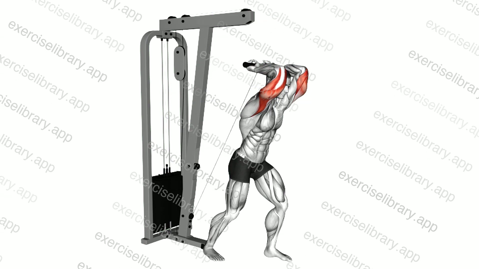 Cable Overhead Triceps Extension Straight Bar demonstration