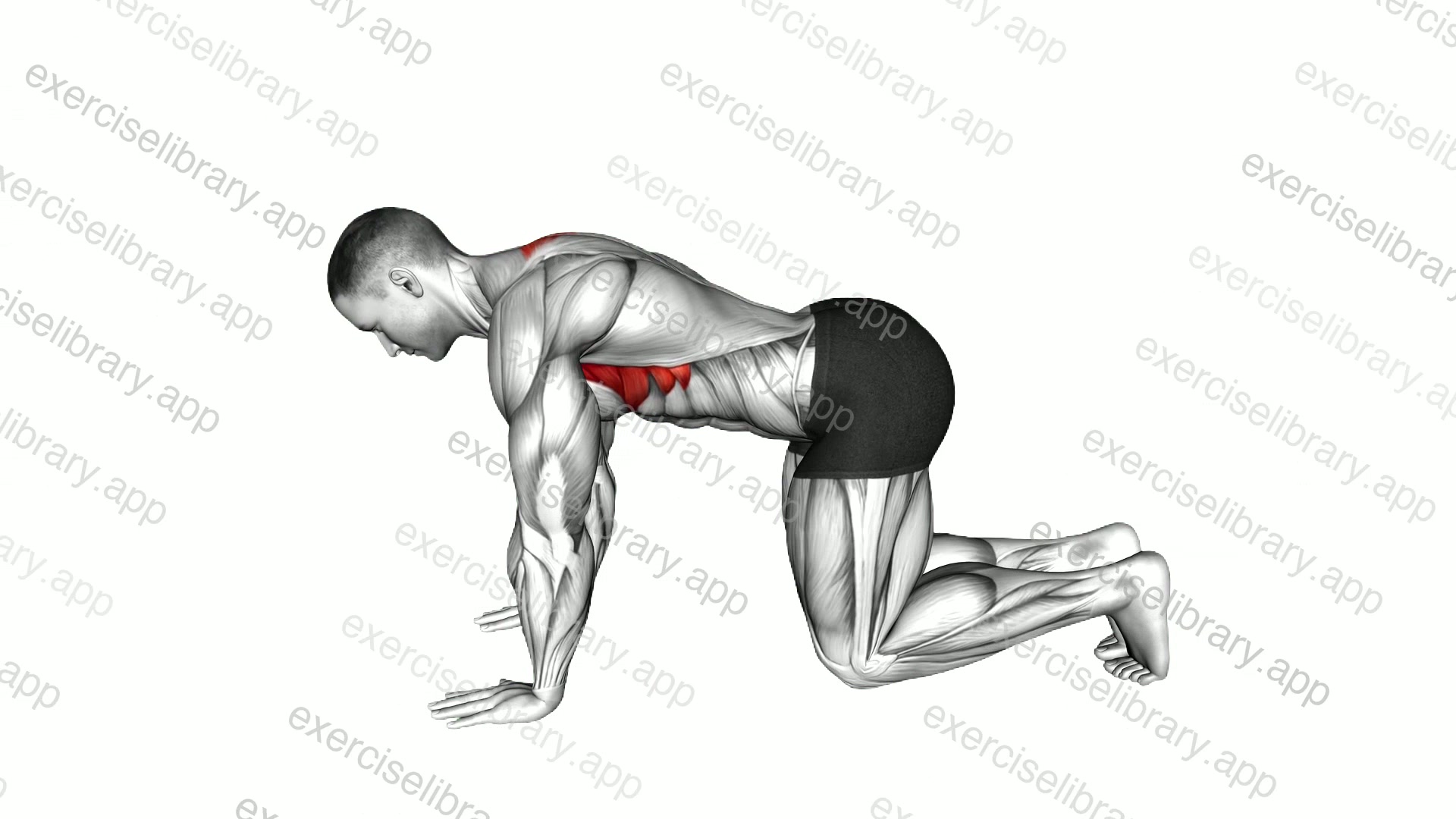 Kneeling Scapular Push-up demonstration
