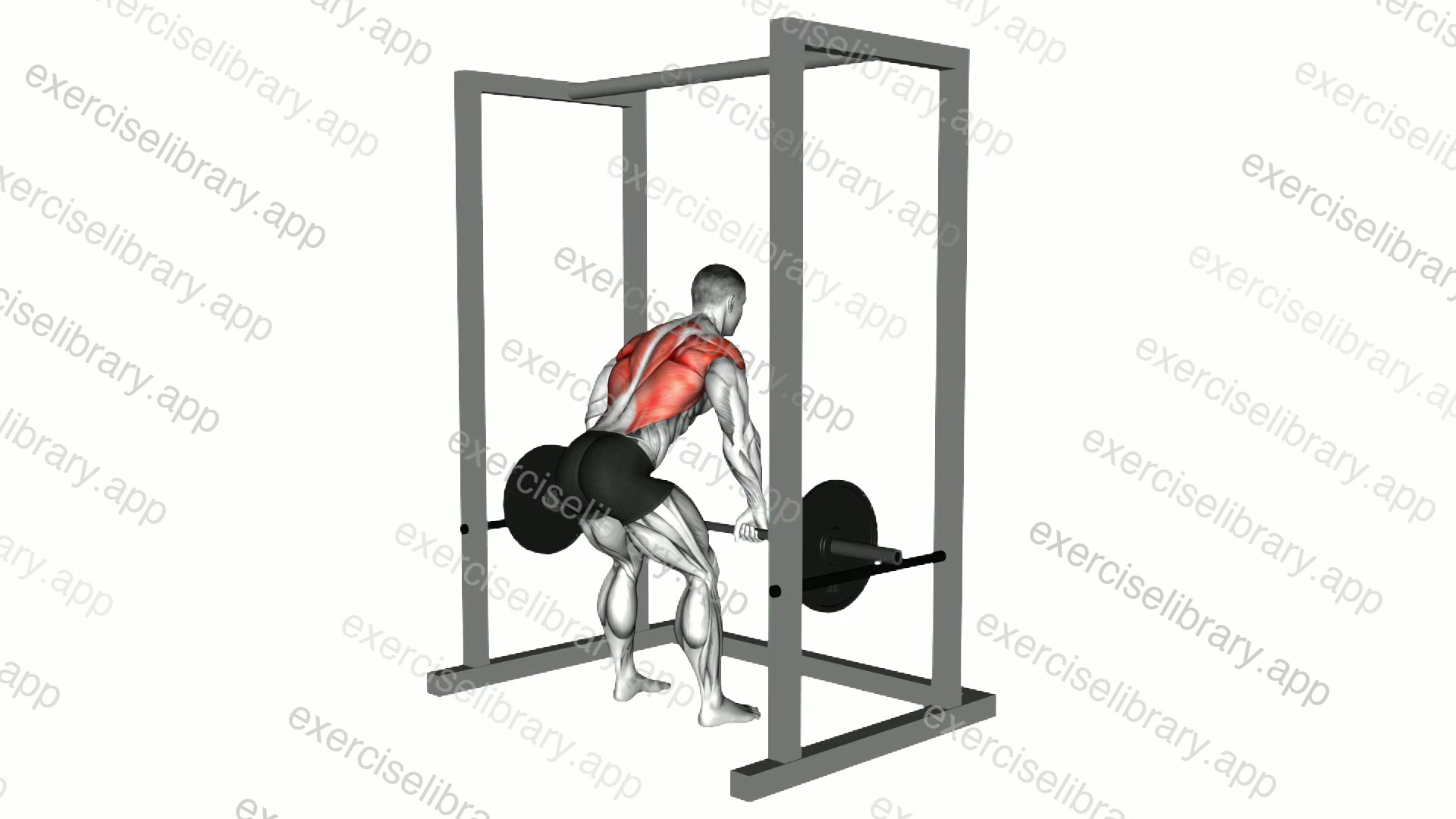 Barbell Deadstop Row with Rack demonstration