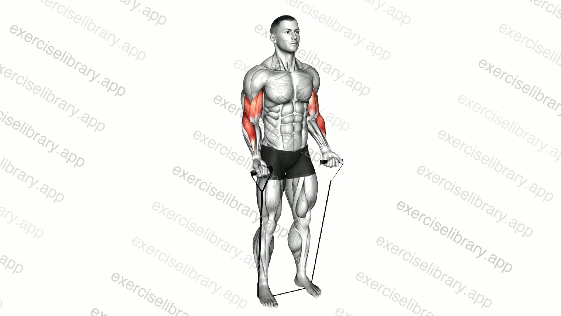 Band Close Grip Biceps Curl demonstration