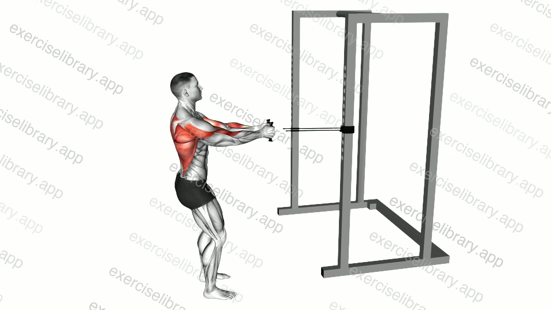 Band Close Grip Row demonstration