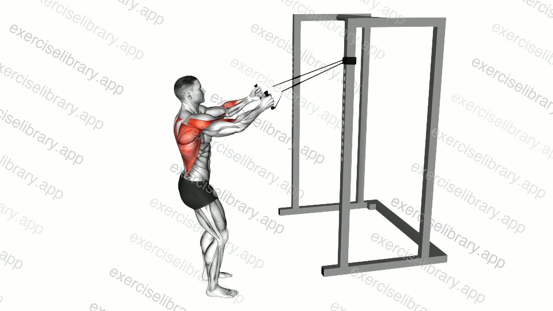 Band Narrow Grip High Row demonstration