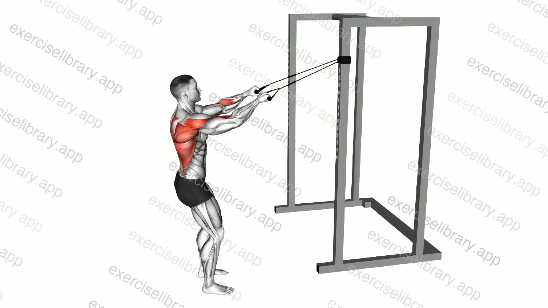 Band Narrow Grip High Row demonstration