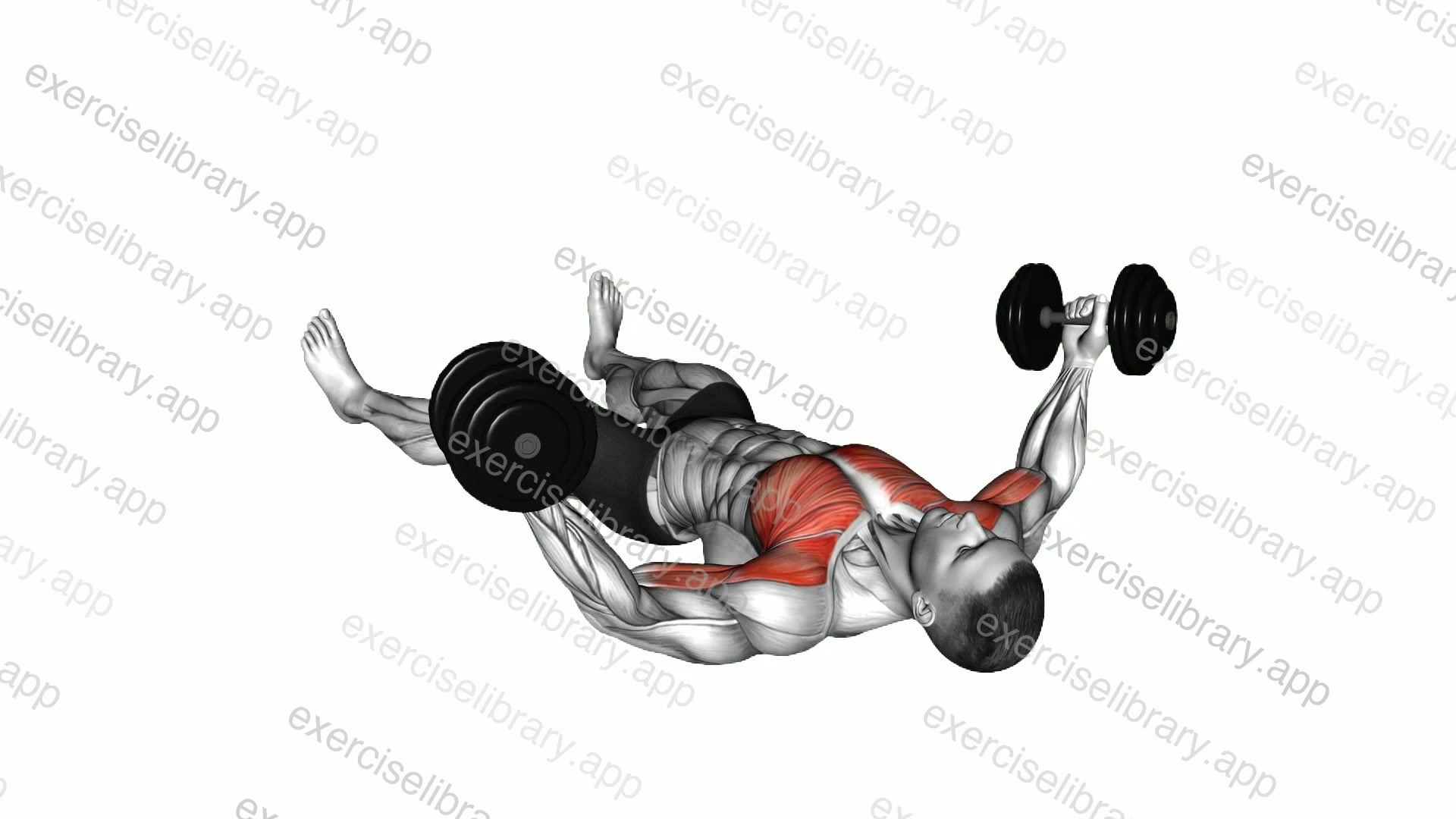 Dumbbell Floor Fly demonstration