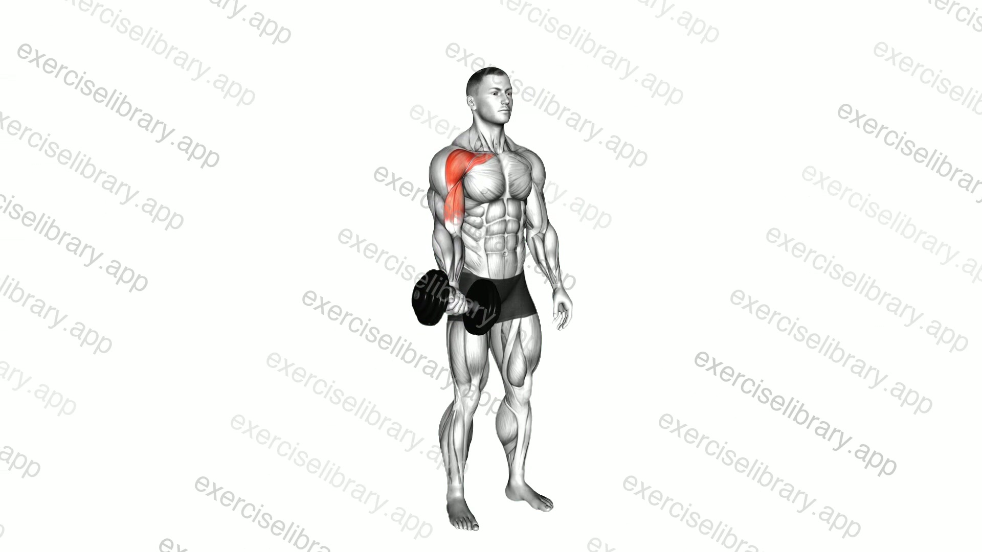 Dumbbell One Arm Low Fly demonstration