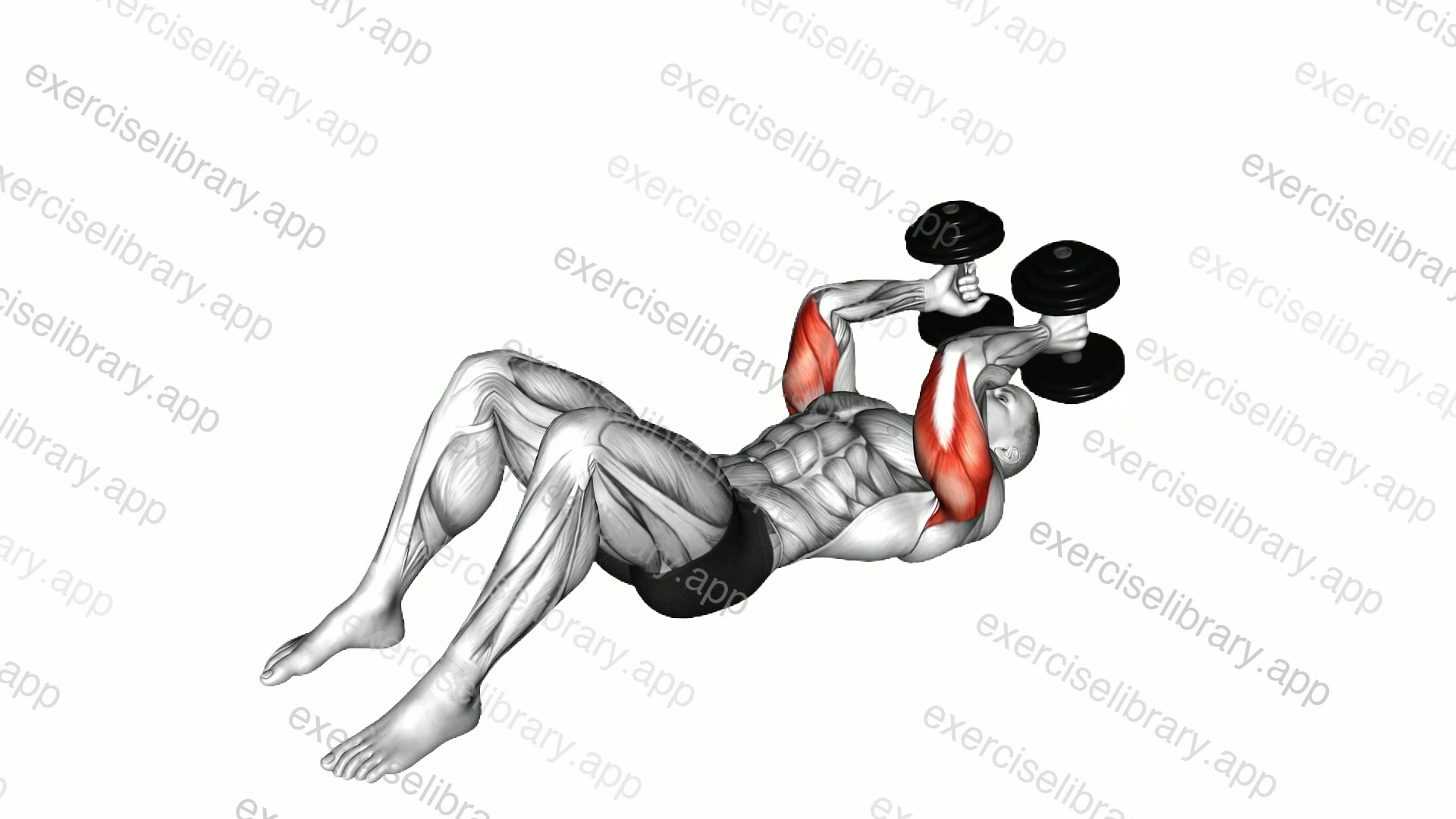 Dumbbell Lying Floor Skullcrusher demonstration