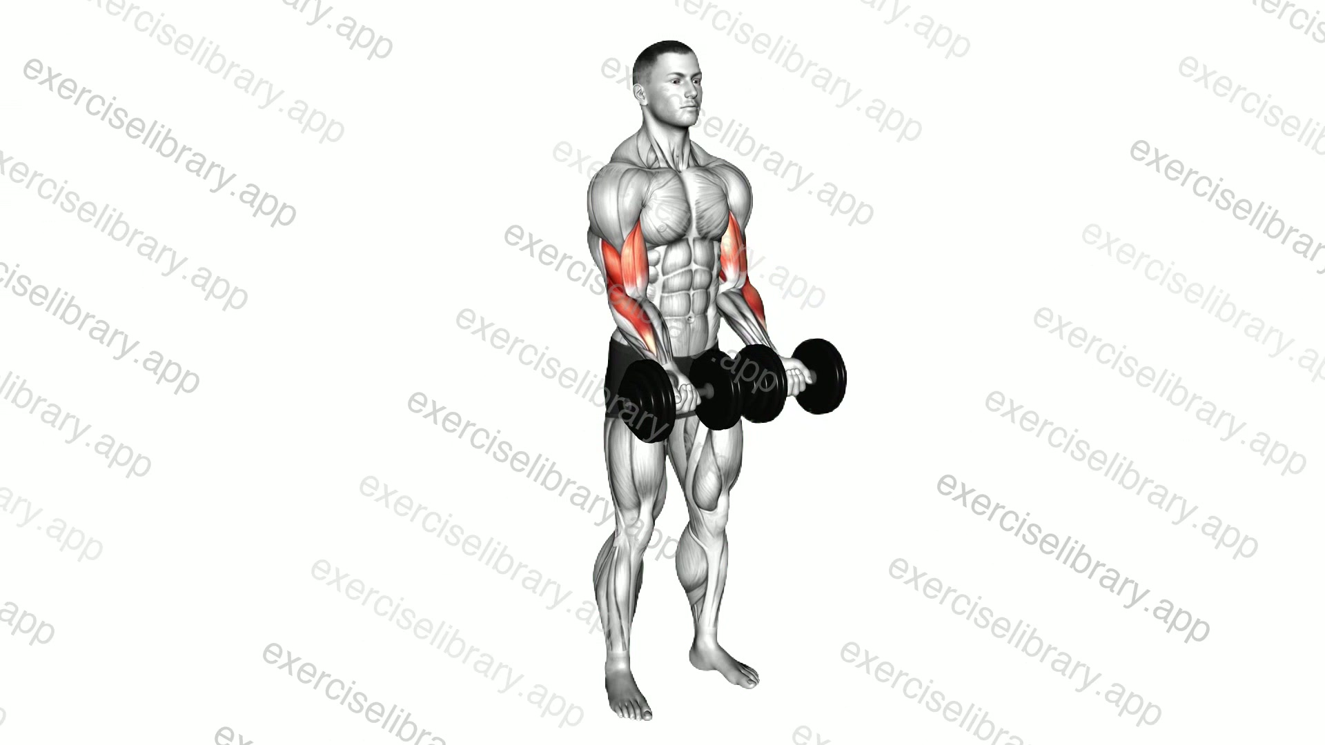 Dumbbell Close Grip Curl demonstration
