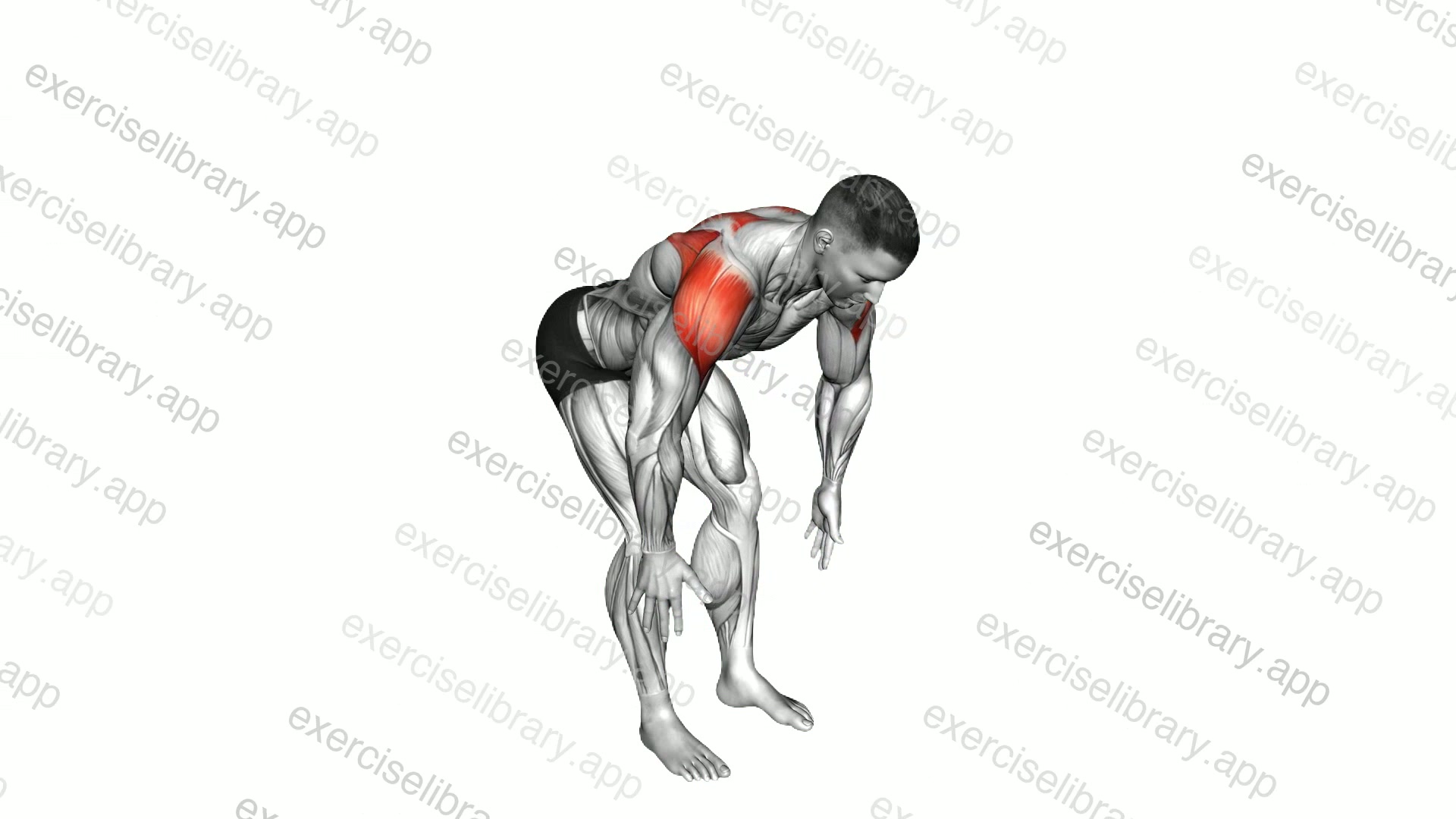 Bodyweight Bent Over Rear Delt Fly demonstration