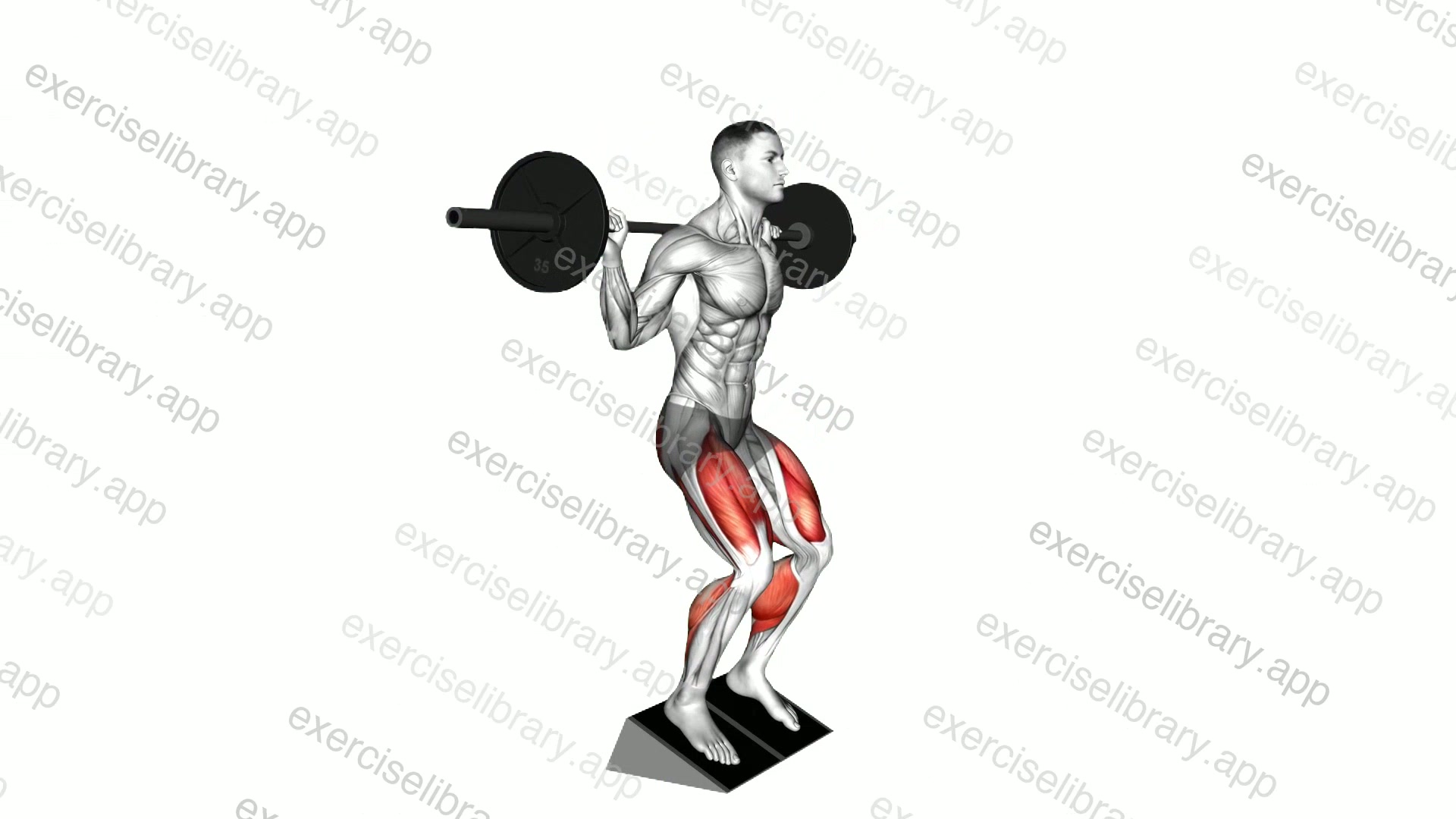 Barbell Elevated Heel Squat demonstration