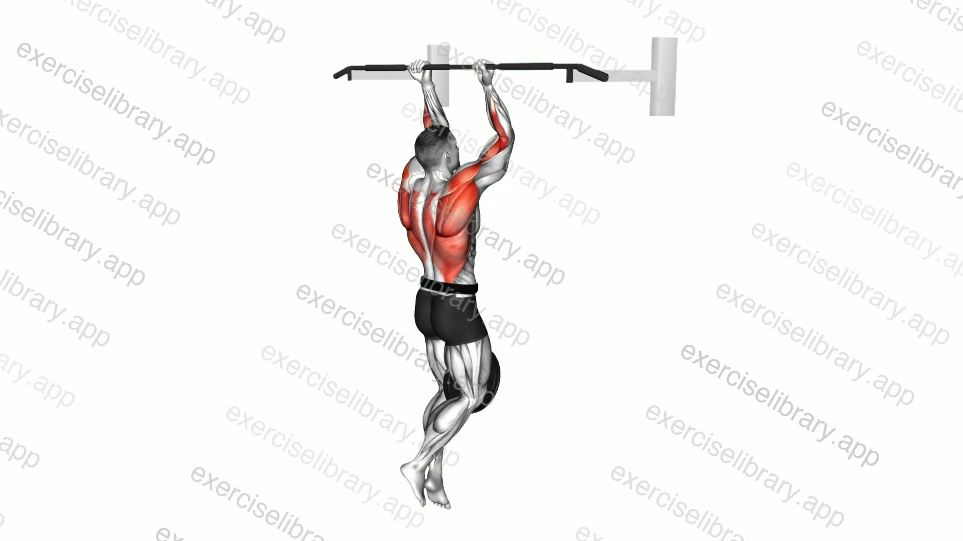 Weighted Hang Chin-up demonstration