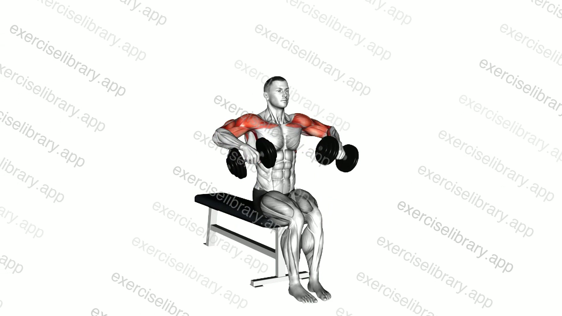 Dumbbell Seated Cuban Press demonstration