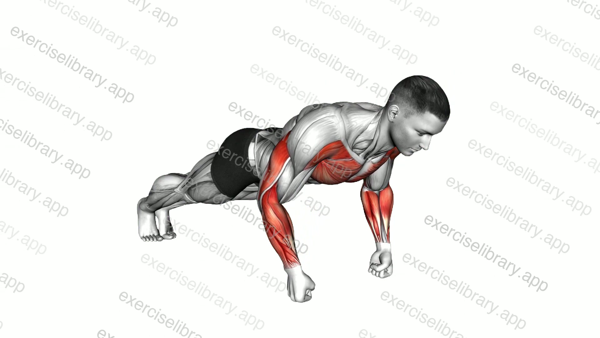 Knuckle Push Up demonstration