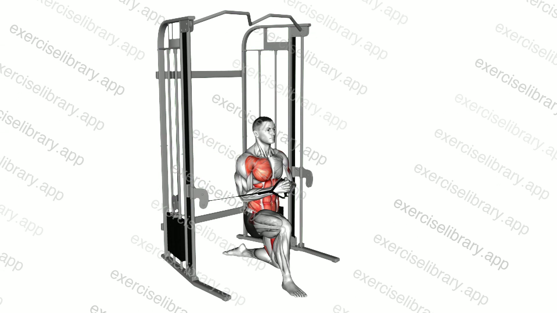 Cable Half Kneeling Pallof Press demonstration