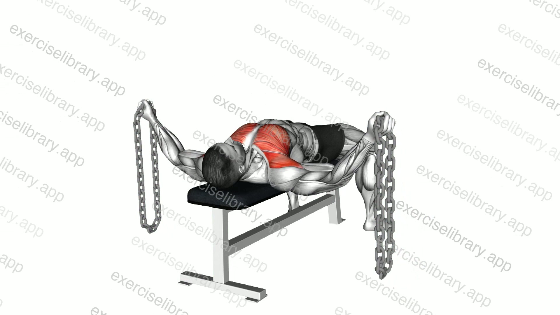 Weighted Chains Lying Bench Fly demonstration