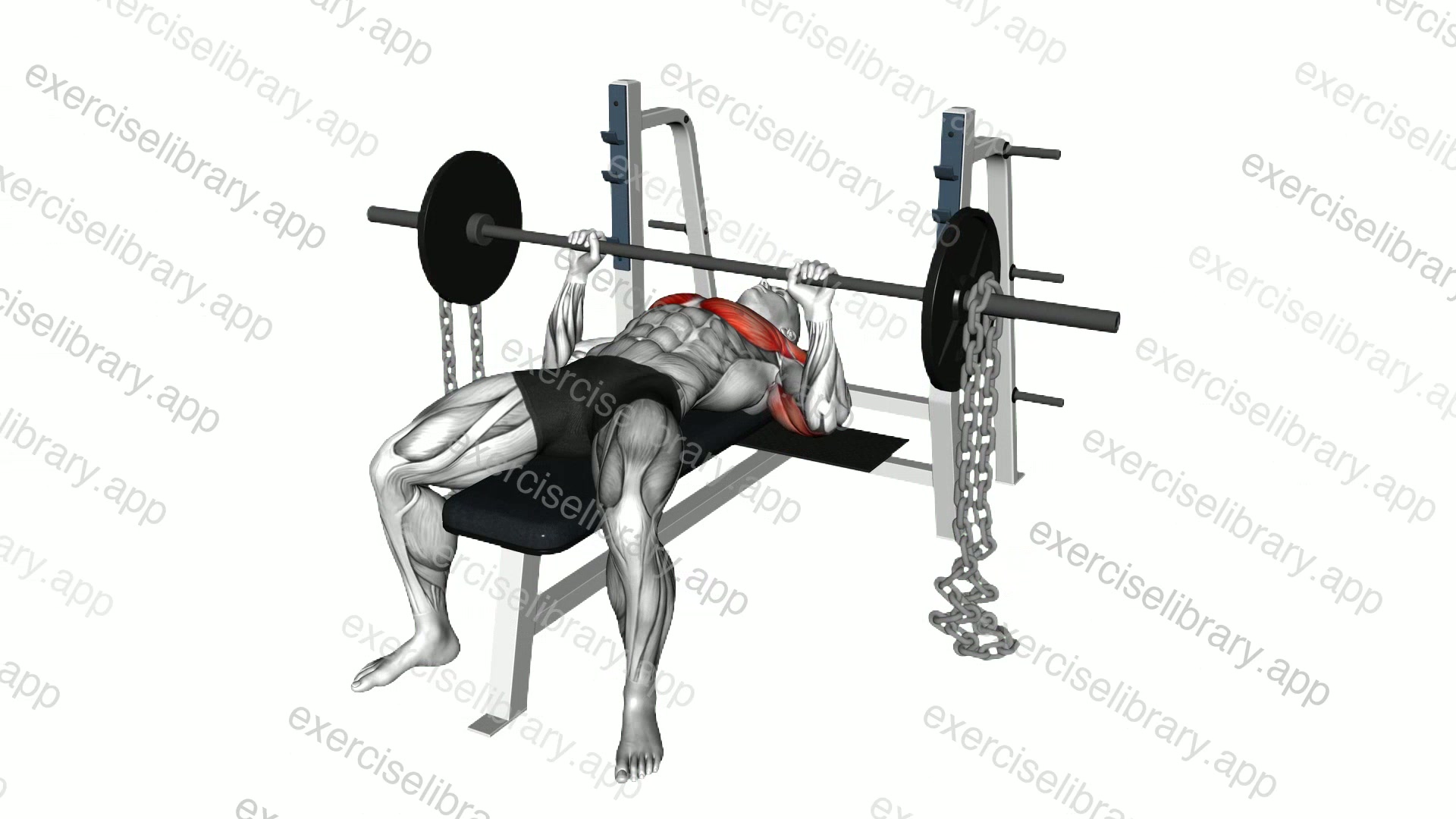 Barbell Weighted Chains Bench Press demonstration