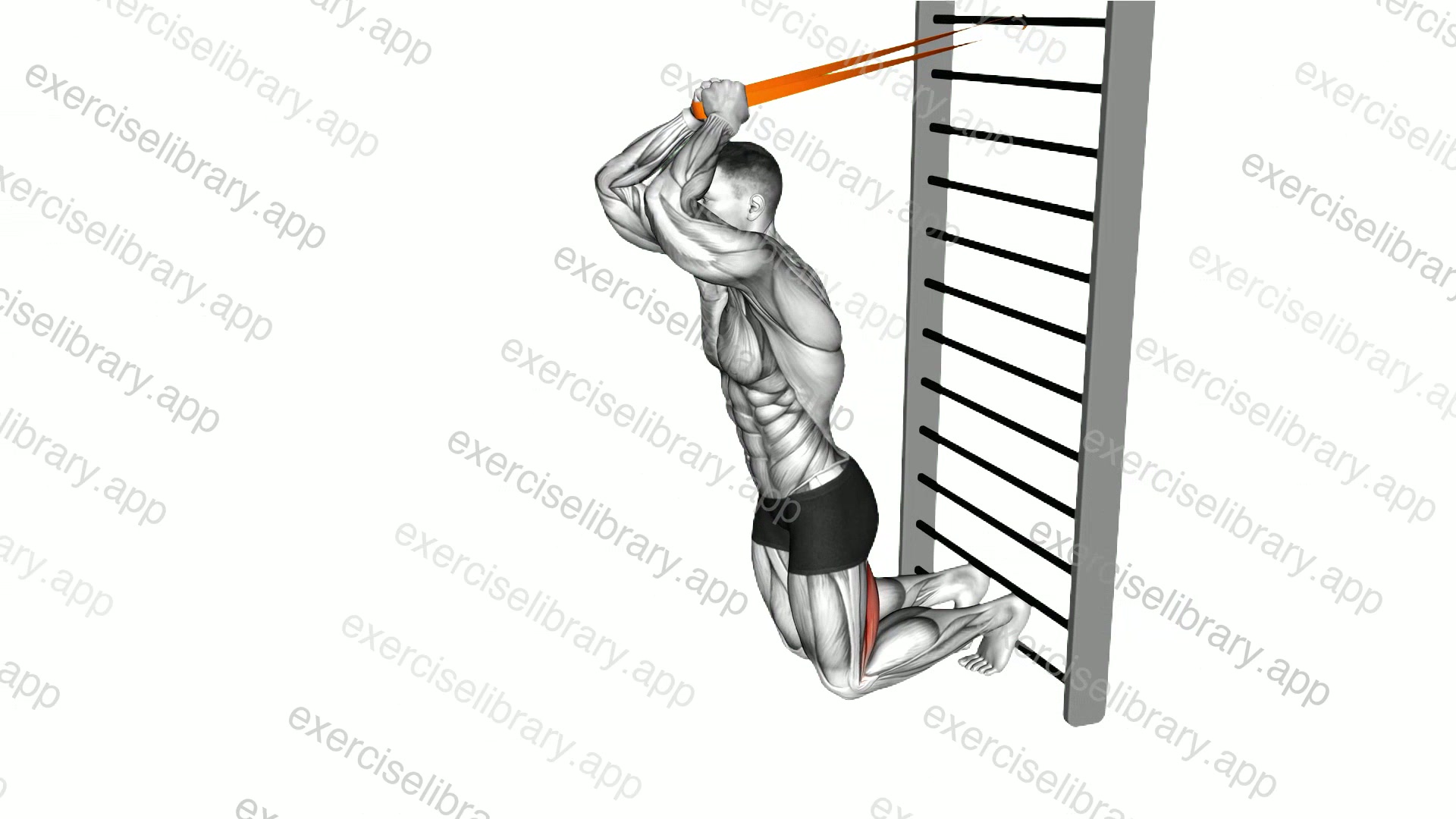 Resistance Band Assisted Nordic Hamstring Curl demonstration