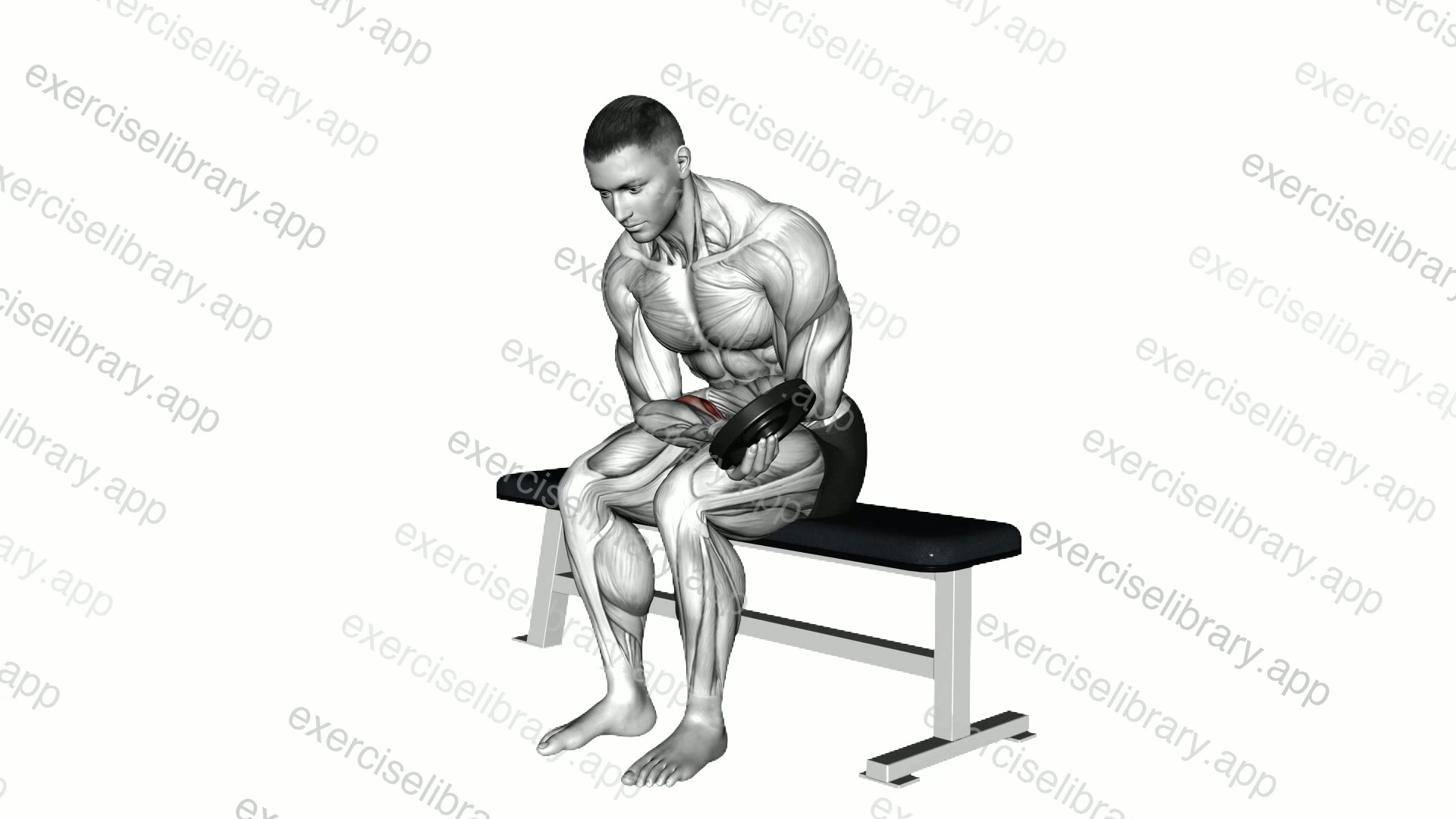 Weighted Seated One Arm Wrist Curl demonstration