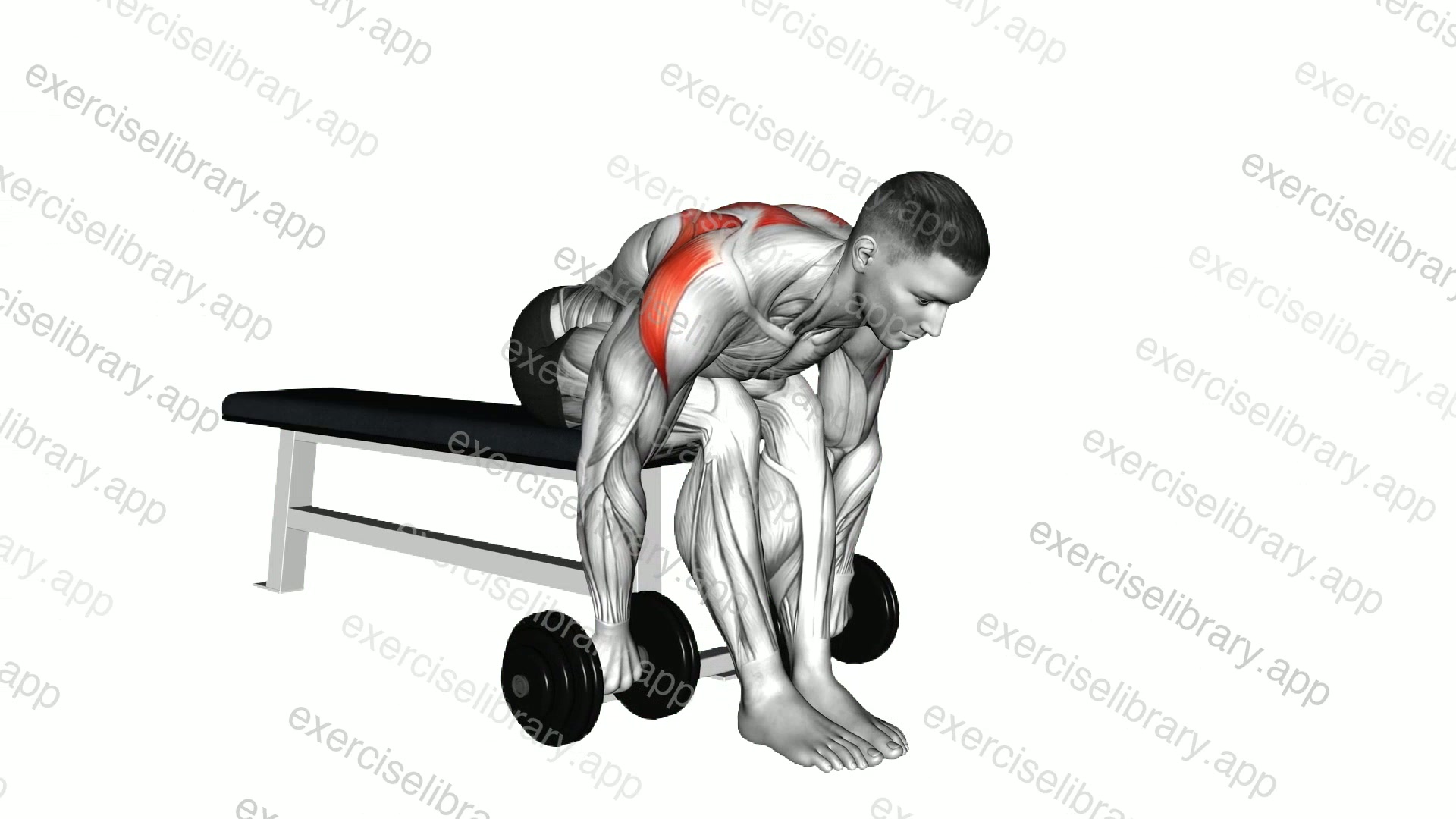 Dumbbell Seated Bent Over Rear Delt Row demonstration