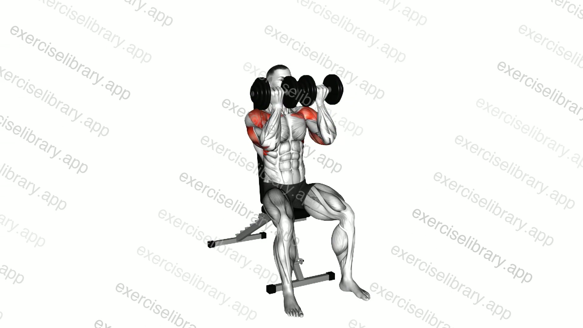 Dumbbell Seated Close Grip Press demonstration