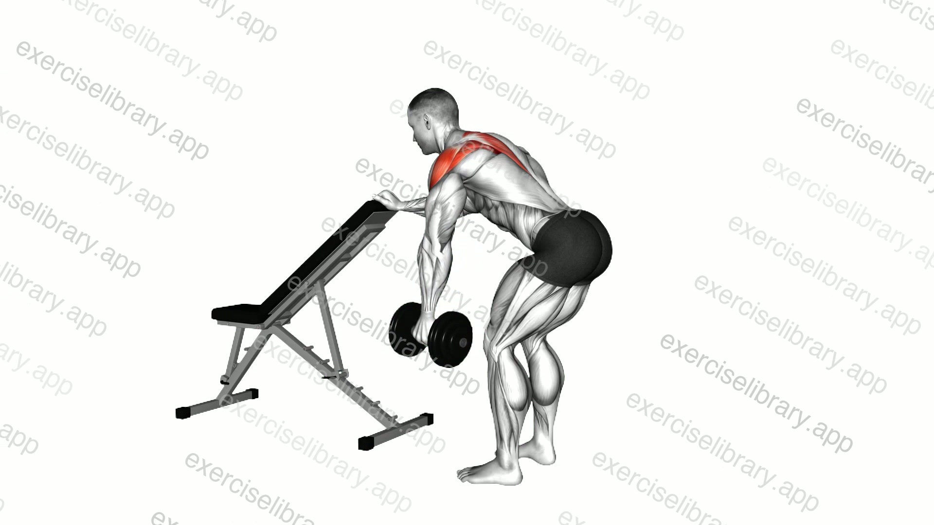 Dumbbell One Arm Reverse Fly demonstration