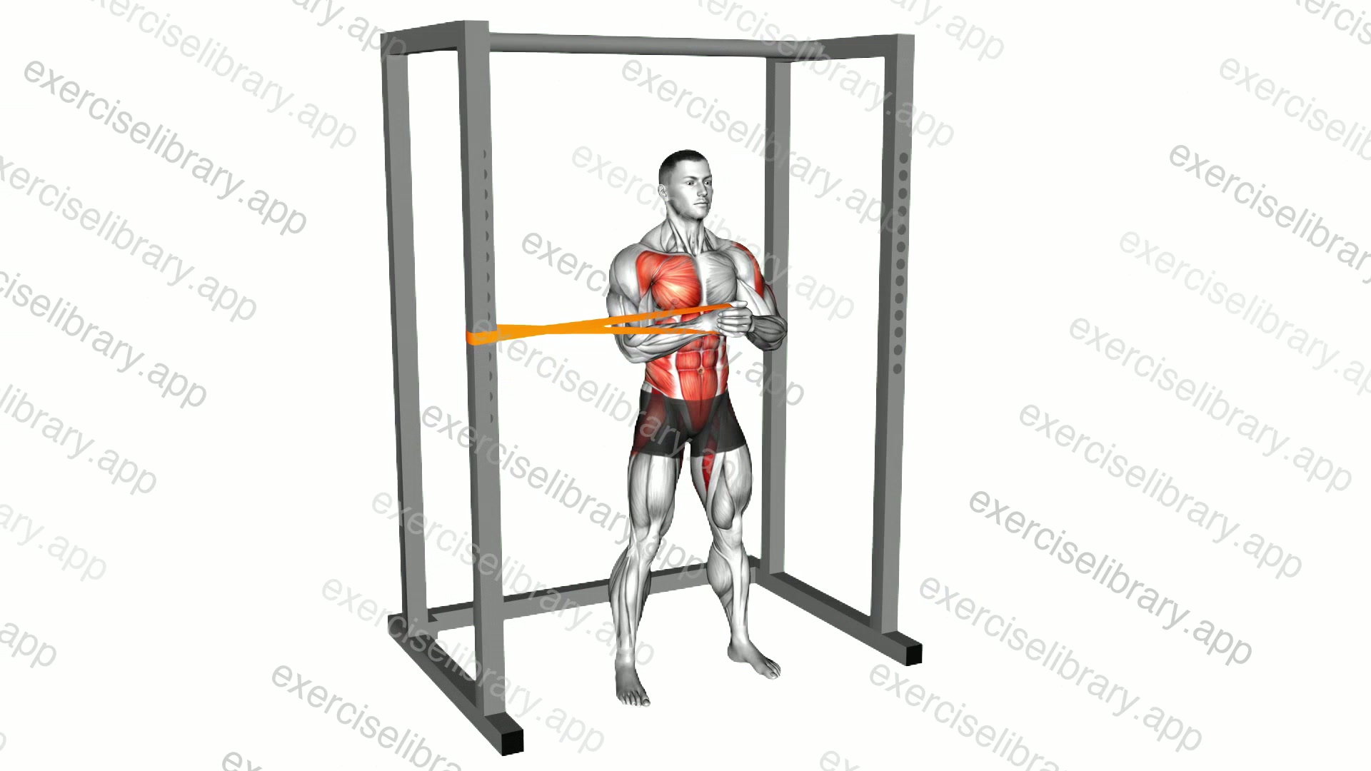 Resistance Band Horizontal Pallof Press demonstration
