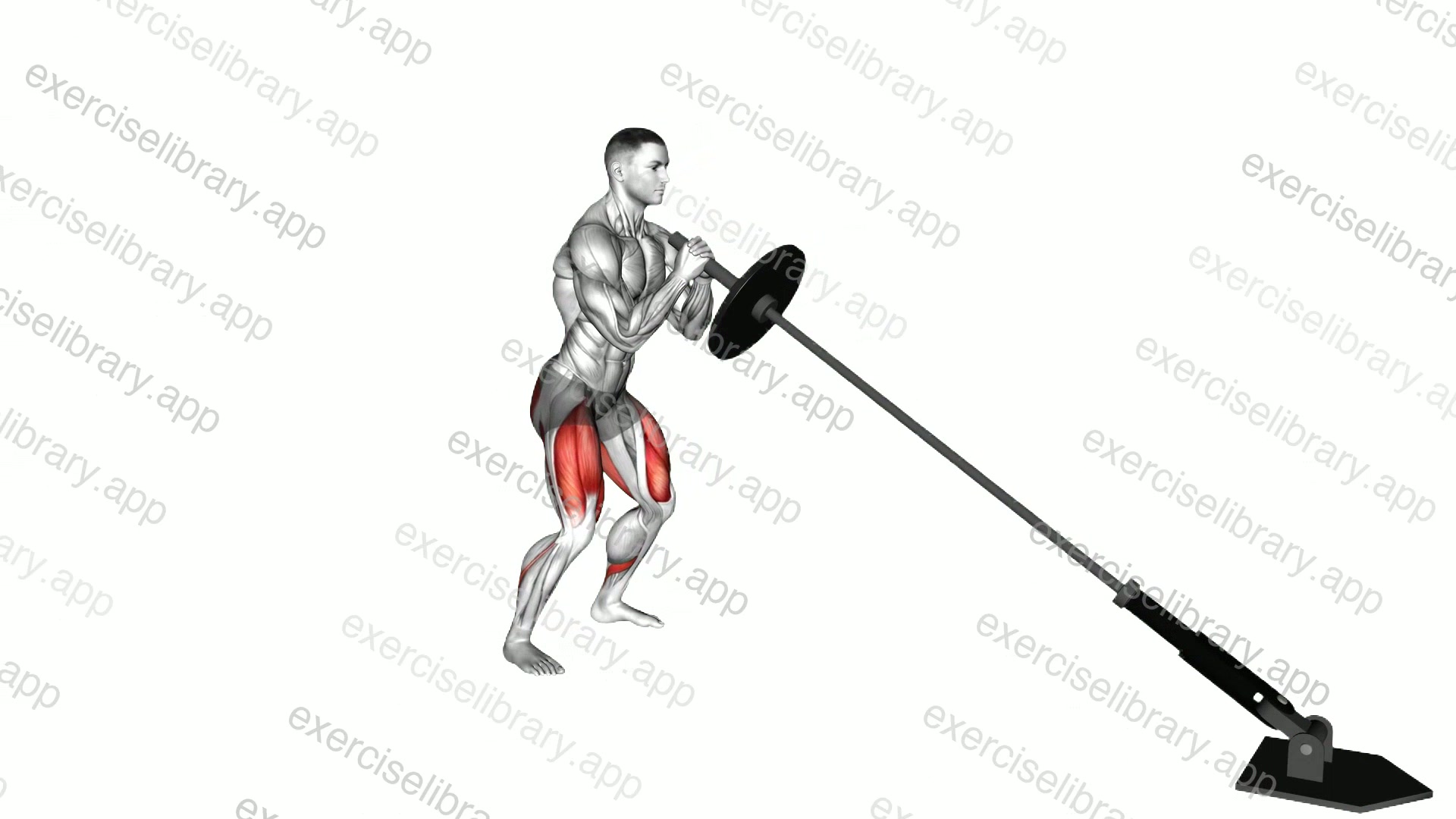 Landmine Front Squat demonstration