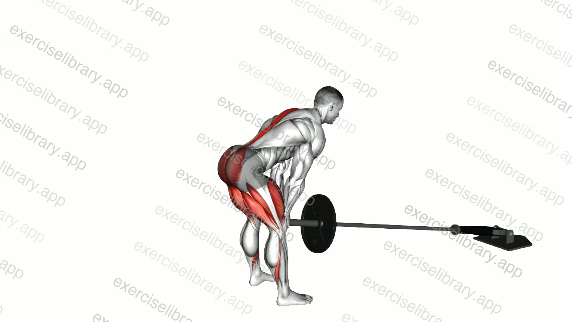Landmine Romanian Deadlift demonstration