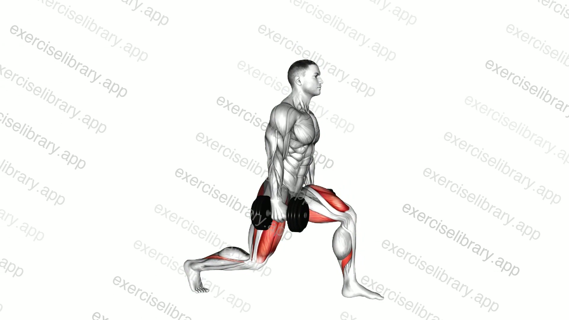 Dumbbell Static Lunge demonstration