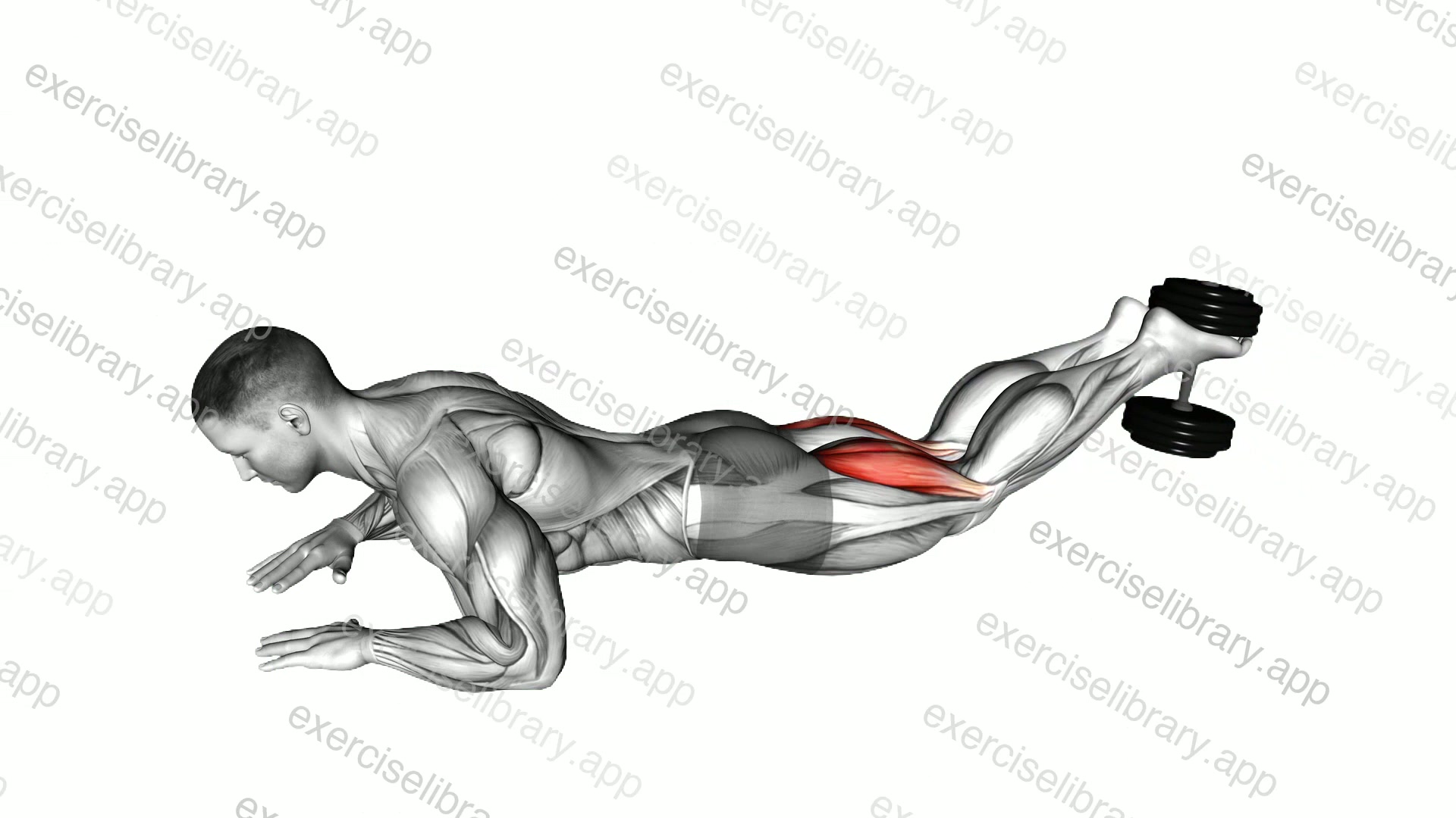 Dumbbell Lying Hamstring Curl demonstration