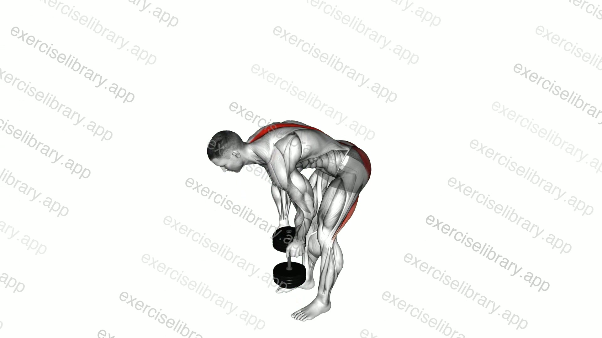 Dumbbell Straight Legs Deadlift demonstration