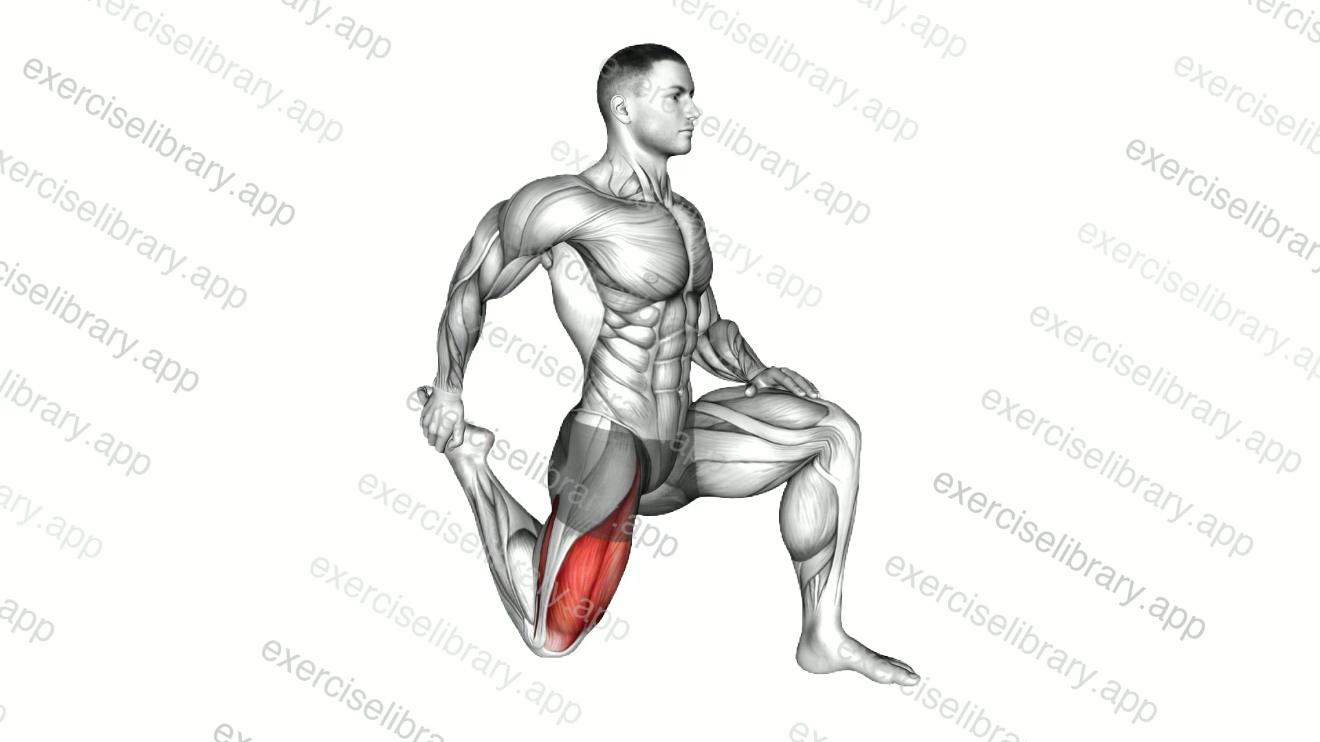 Quadriceps stretch demonstration