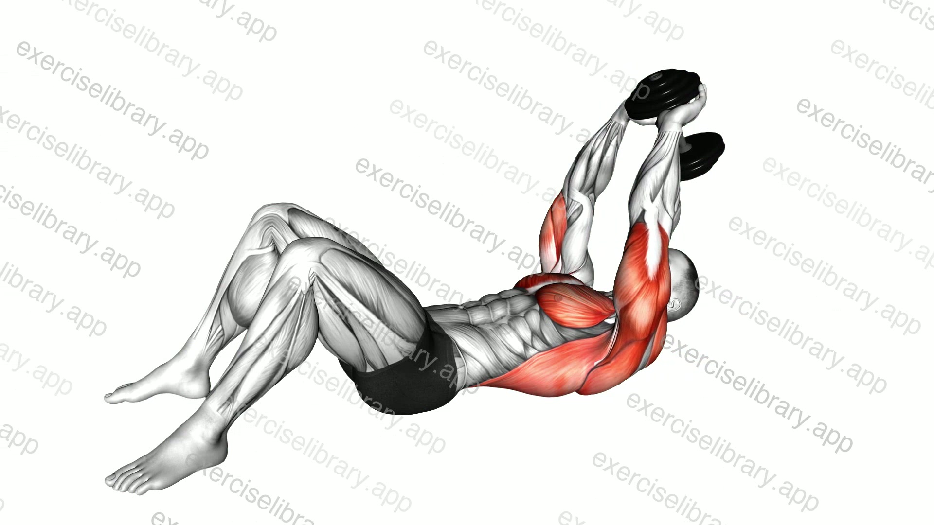 Dumbbell Pullover on floor demonstration