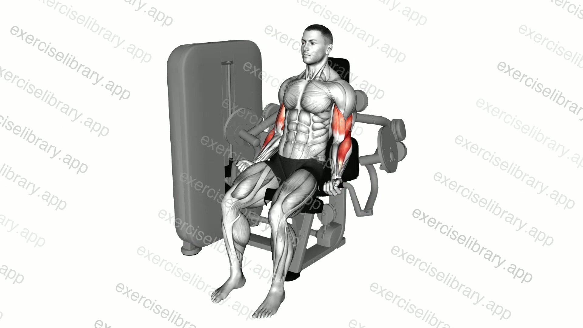 Lever Biceps Curl demonstration
