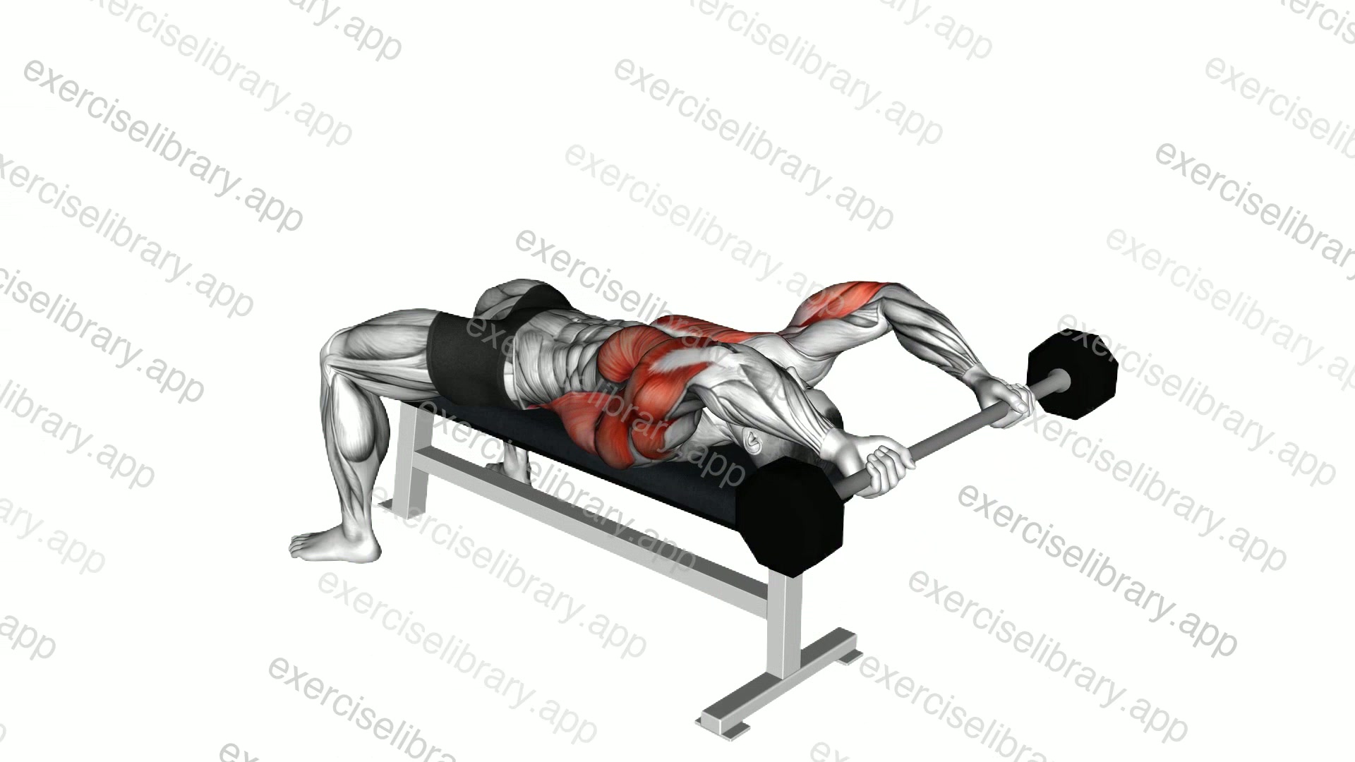 Barbell Pullover demonstration