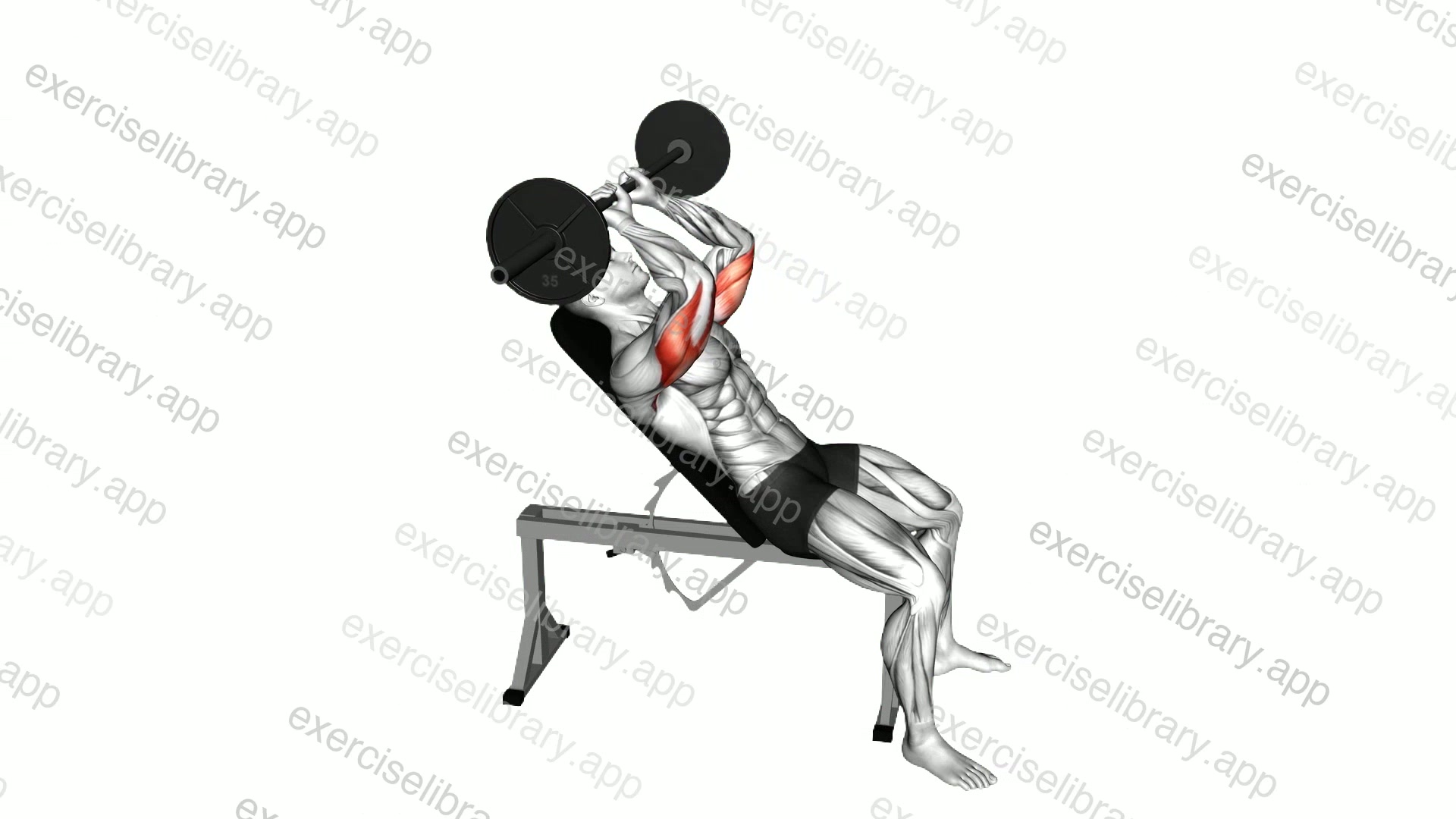 Barbell Incline Triceps Extension Skull Crusher demonstration