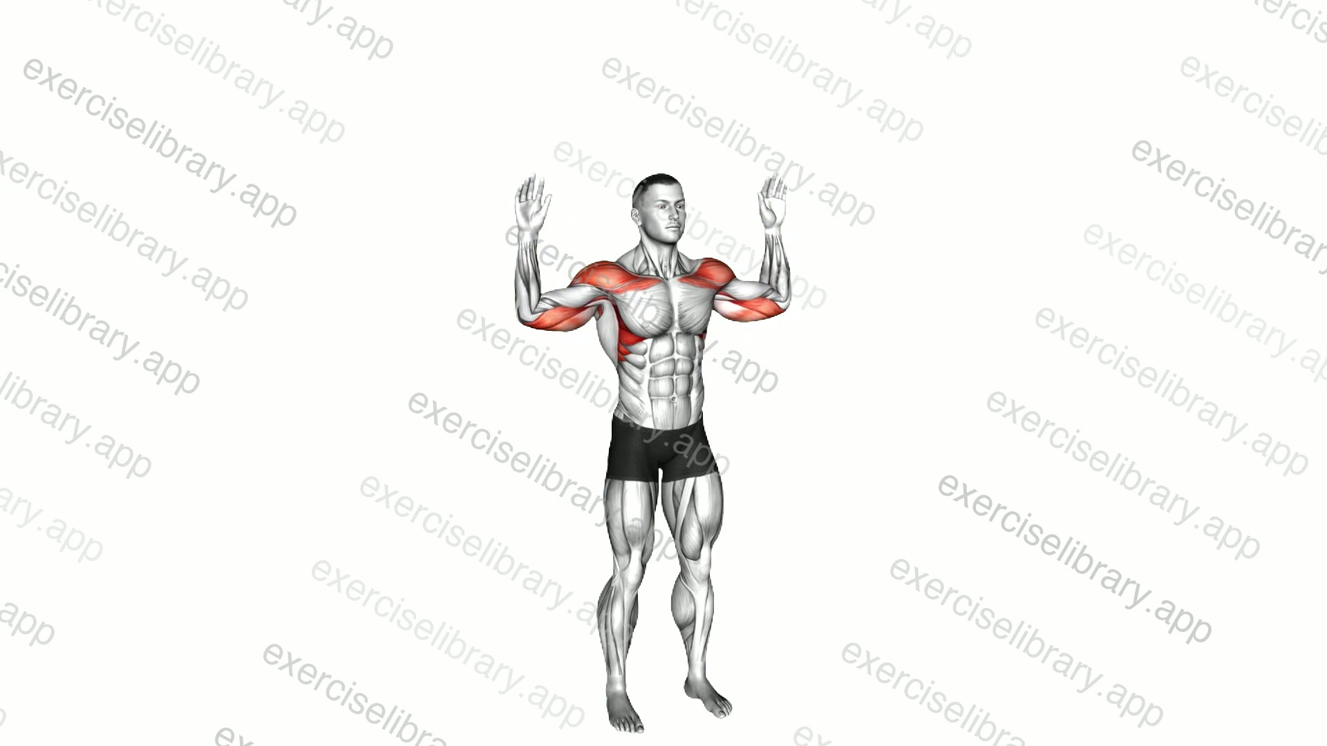 Bodyweight Standing Military Press demonstration