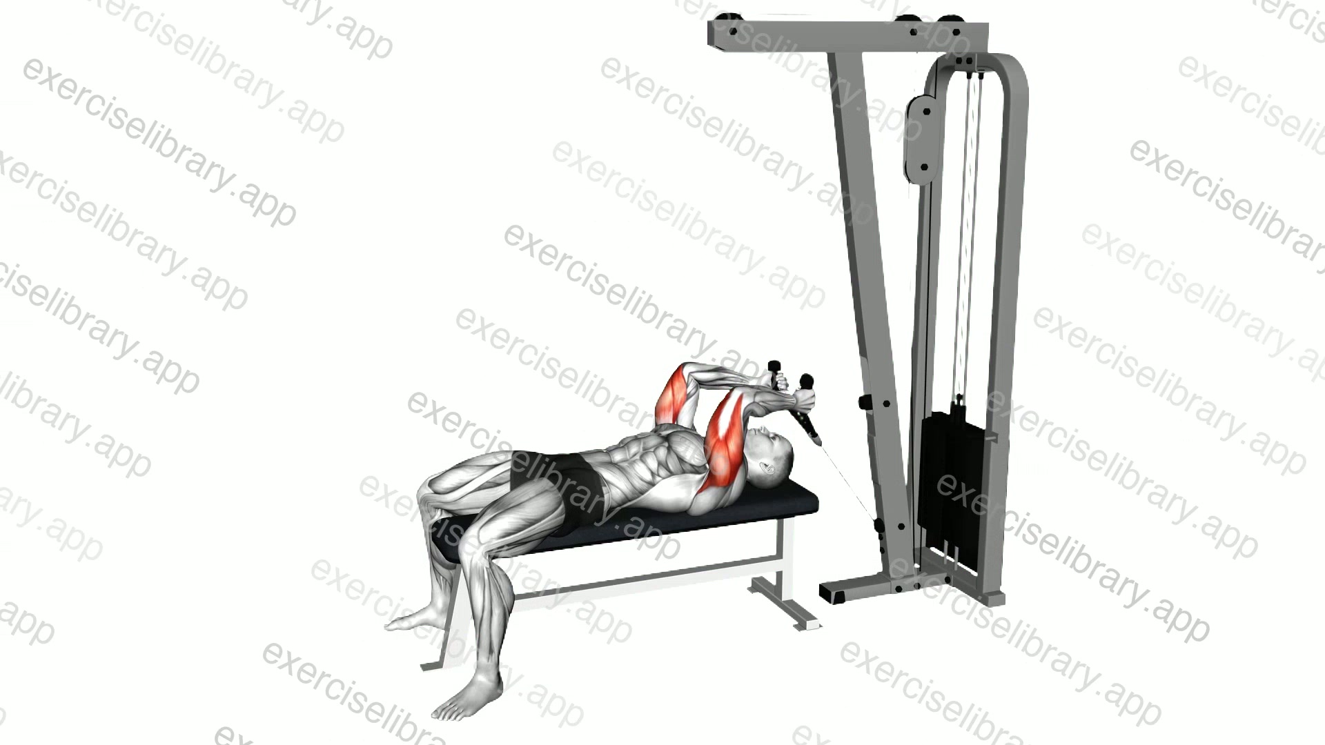 Cable Lying Triceps Extension demonstration