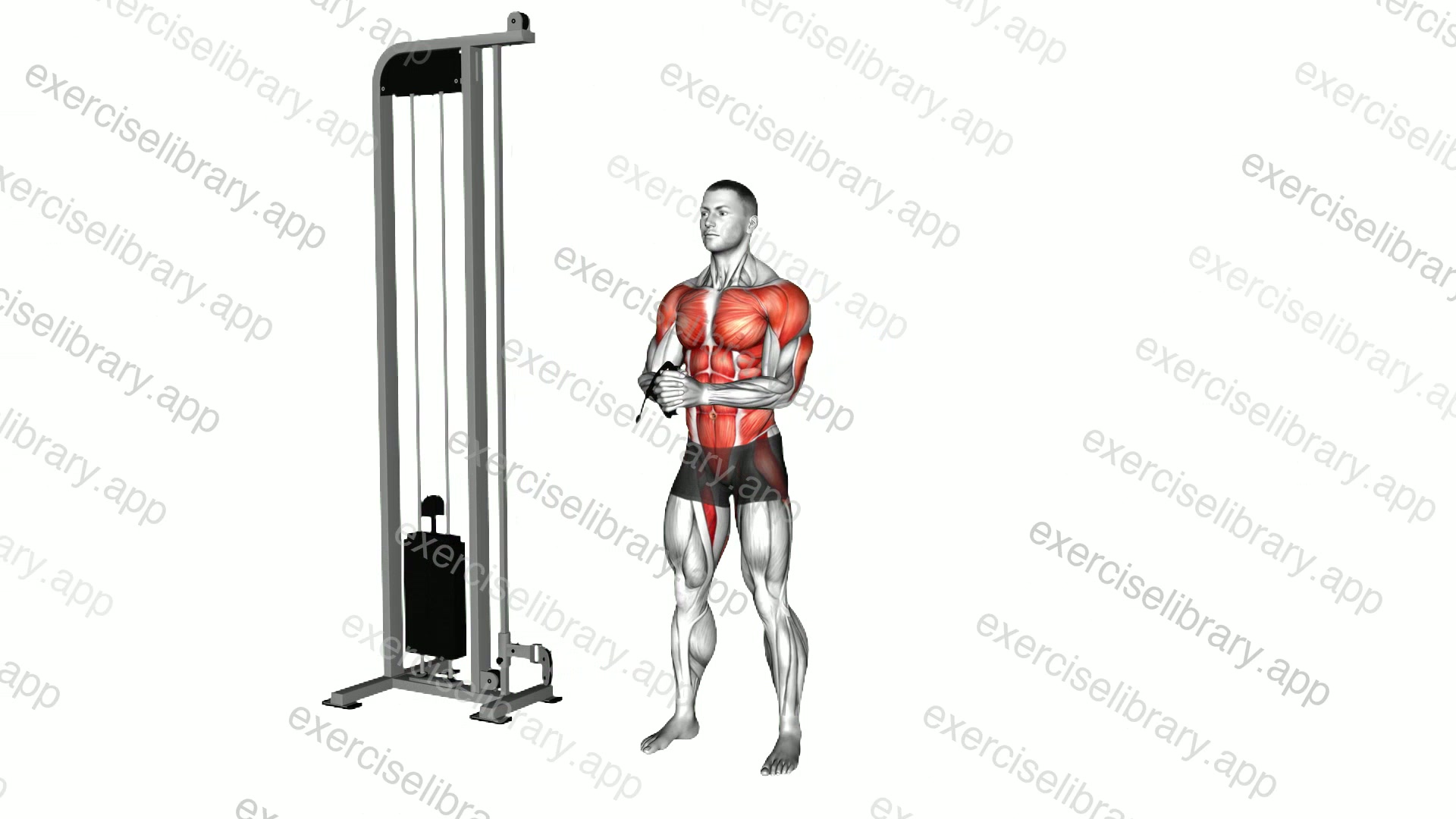 Cable horizontal Pallof Press demonstration