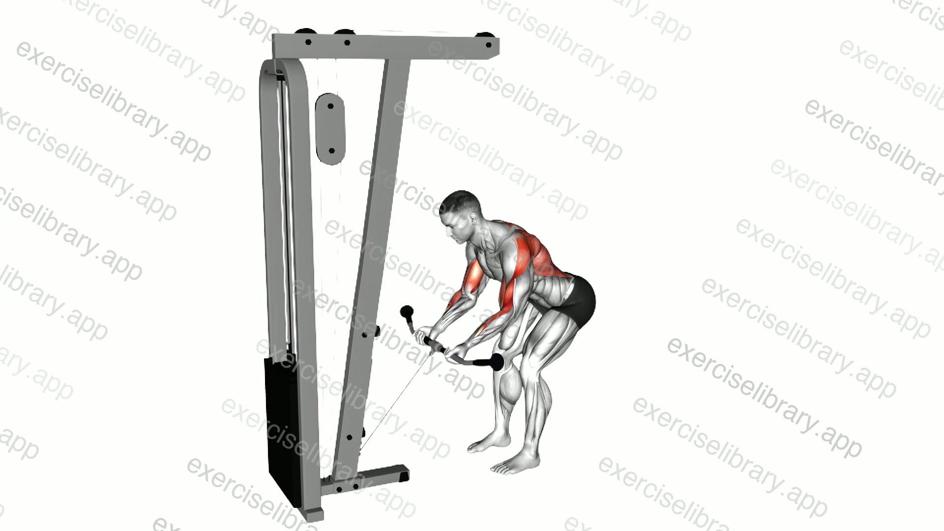 Cable Bent Over Reverse Grip Row demonstration