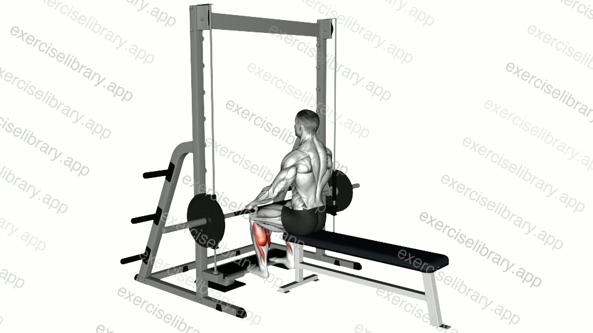 Smith Seated Calf Raise demonstration