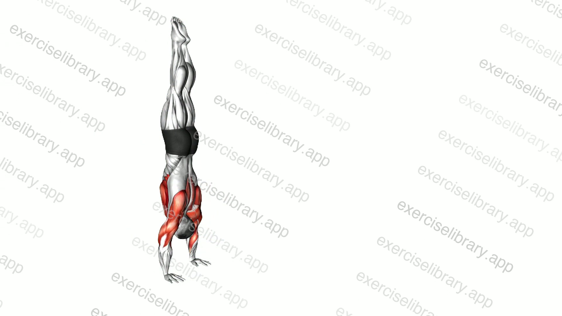 Handstand Walk demonstration