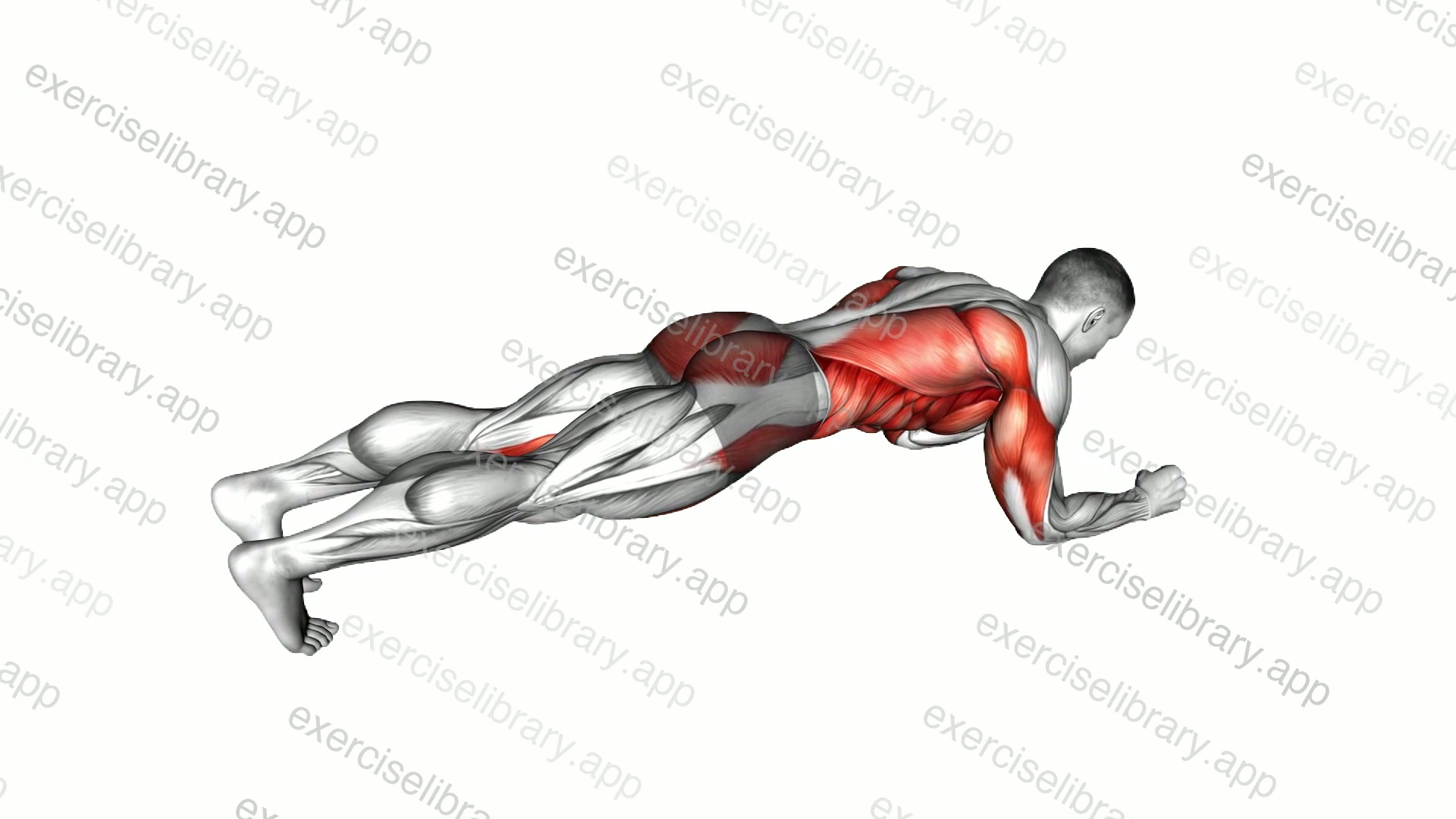 Body Saw Plank demonstration