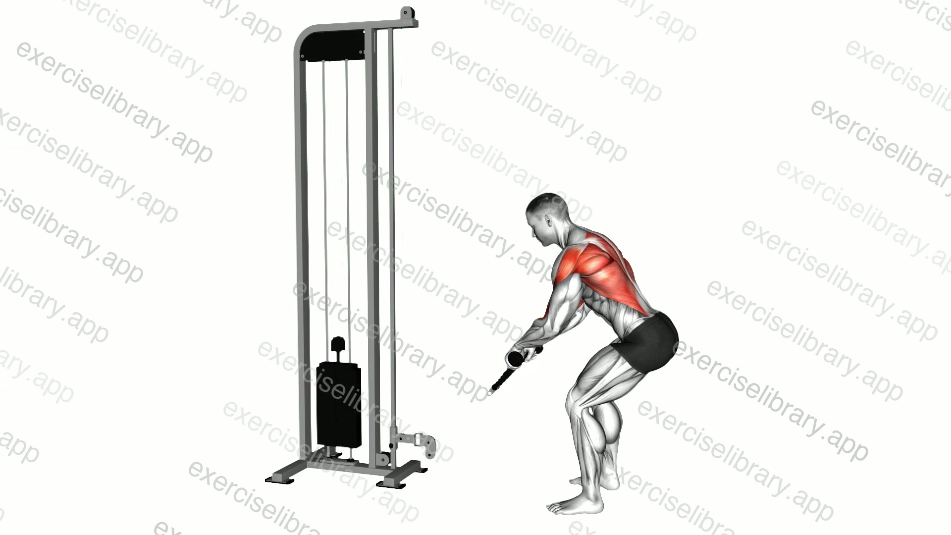 Cable Low Row with Rope Attachment demonstration