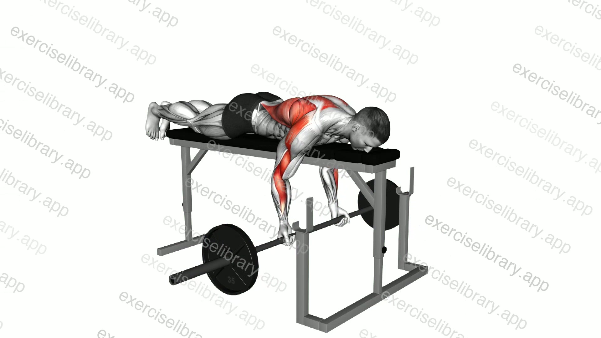 Barbell Lying Close Grip Underhand Row on Rack demonstration