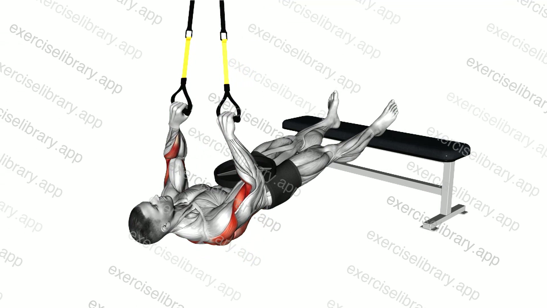 Suspender Wide Grip Inverted Row demonstration