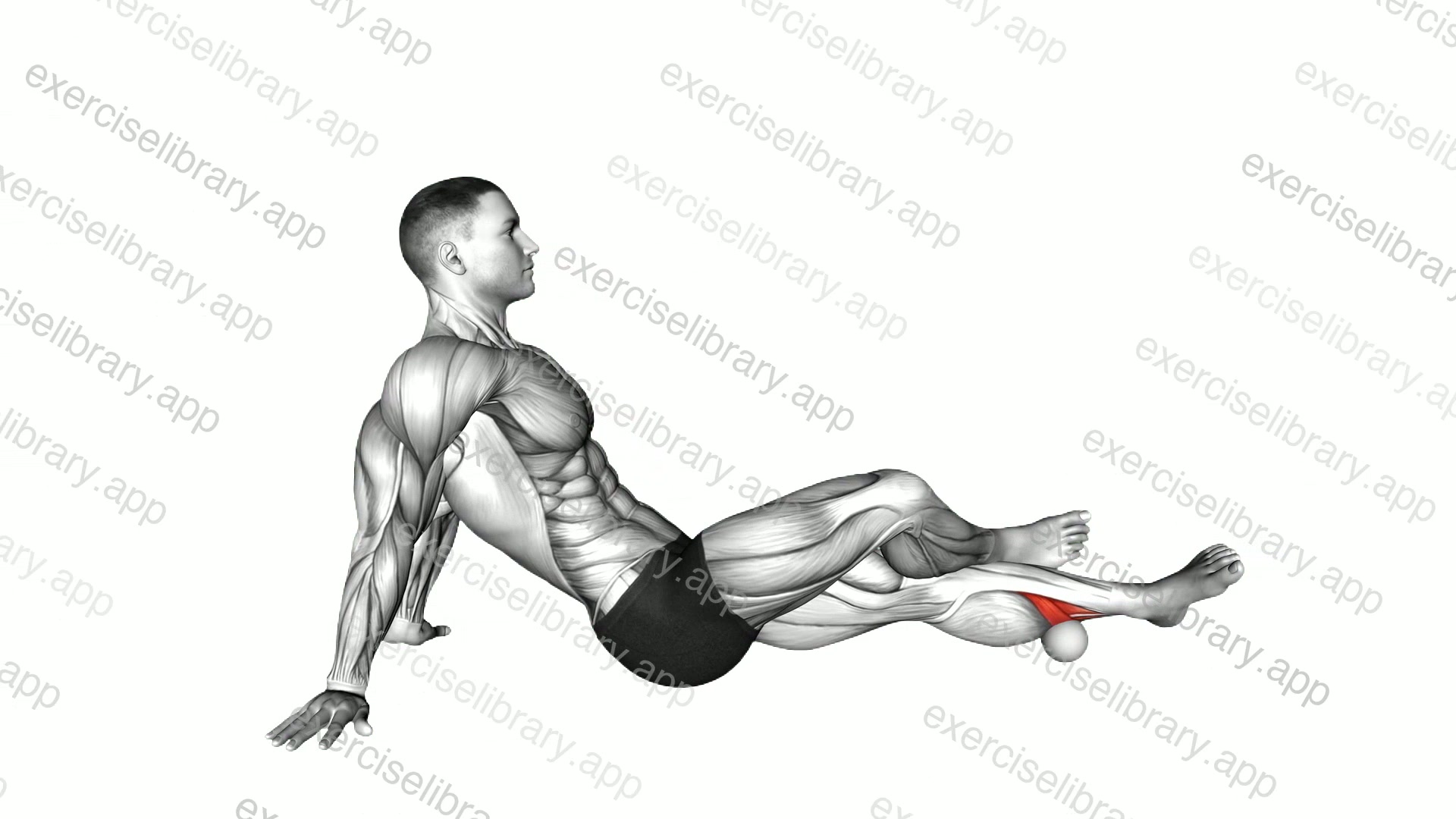 Roll Ball Tibialis Posterior demonstration
