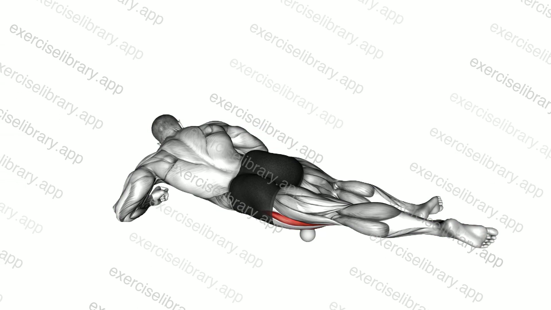 Roll Ball Lateral Vastus demonstration