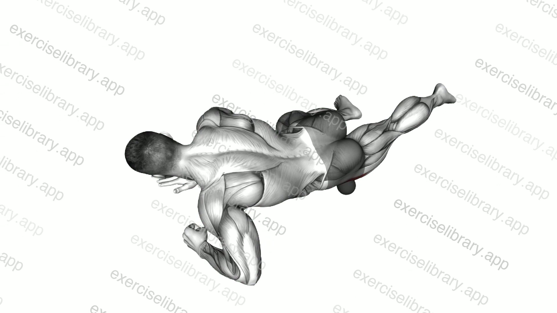 Roll Ball Tensor Fasciae Latae demonstration