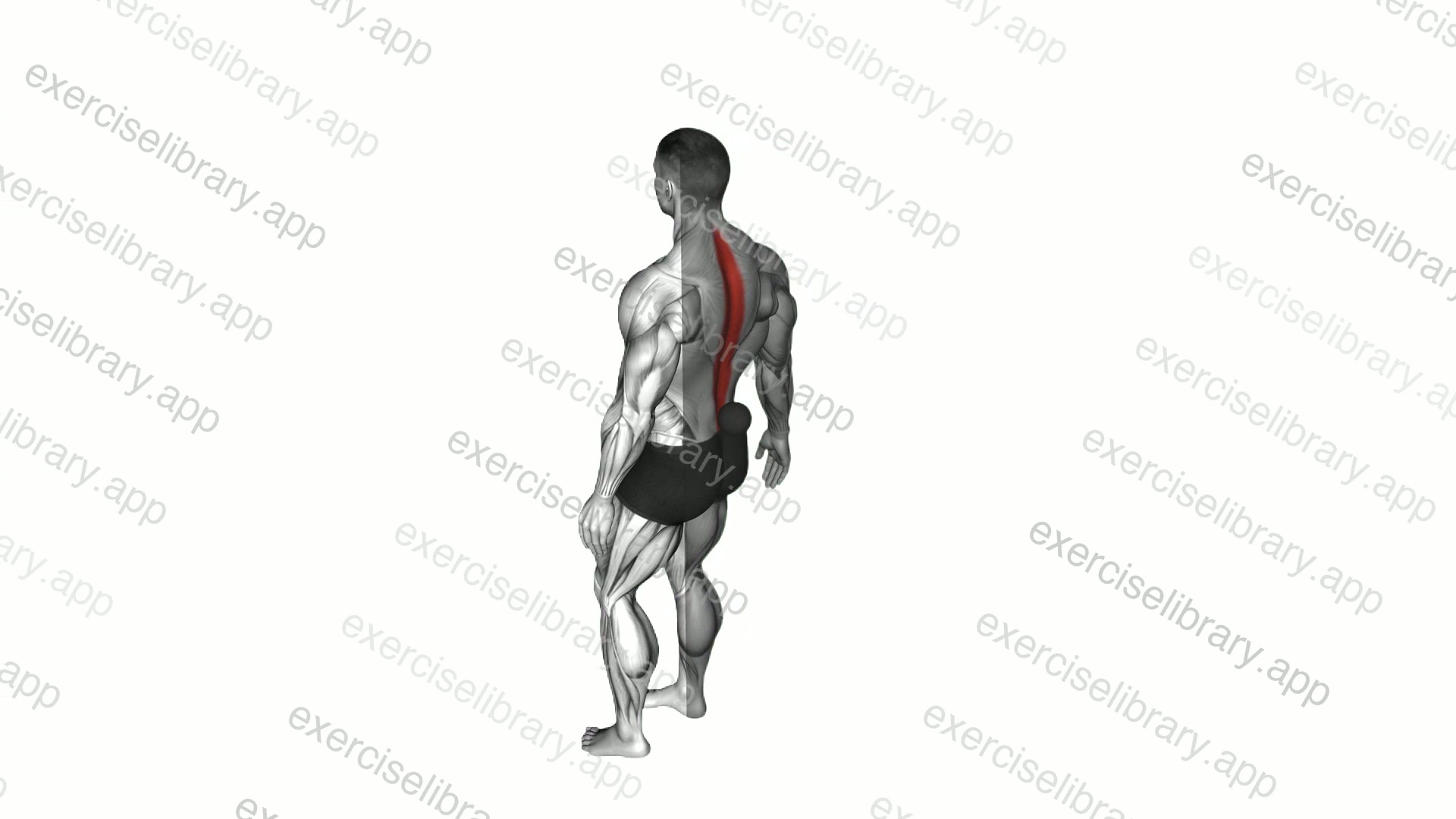 Roll Ball Erector Spinae demonstration