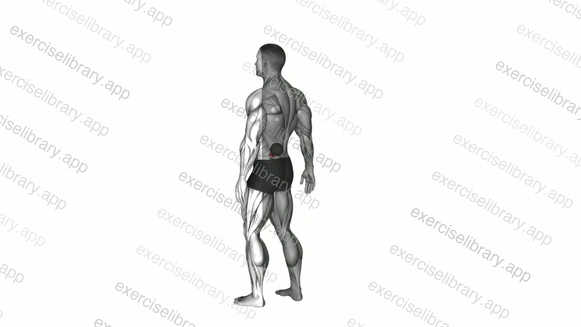Roll Ball Lumbar Diagonal demonstration